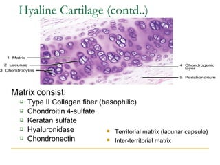 Matrix consist:
 Type II Collagen fiber (basophilic)
 Chondroitin 4-sulfate
 Keratan sulfate
 Hyaluronidase
 Chondronectin
Hyaline Cartilage (contd..)
 Territorial matrix (lacunar capsule)
 Inter-territorial matrix
 