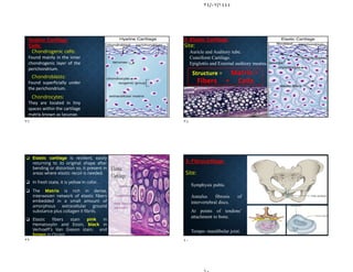 ٢٤/٠٧/١٤٤٤
Hyaline Cartilage
Cells:
- Chondrogenic cells:
Found mainly in the inner
chondrogenic layer of the
perichondrium.
- Chondroblasts:
Found superficially under
the perichondrium.
- Chondrocytes:
They are located in tiny
spaces within the cartilage
matrix known as lacunae.
2- Elastic Cartilage:
Site:
- Auricle and Auditory tube.
- Cuneiform Cartilage.
- Epiglottis and External auditory meatus.
Structure = Matrix +
Fibers + Cells
 Elastic cartilage is resilient, easily
returning to its original shape after
bending or distortion so, it present in
areas where elastic recoil is needed.
 In fresh state, it is yellow in color.
 The Matrix is rich in dense,
interwoven network of elastic fibers
embedded in a small amount of
amorphous extracellular ground
substance plus collagen II fibrils.
 Elastic fibers stain pink in
Hematoxylin and Eosin, black in
Verhoeff's Van Gieson stain, and
brown in Orcein.
3- Fibrocartilage:
Site:
- Symphysis pubis.
- Annulus fibrosis of
intervertebral discs.
- At points of tendons’
attachment to bone.
- Tempo- mandibular joint.
٣٧ ٣٨
٣٩ ٤٠
 