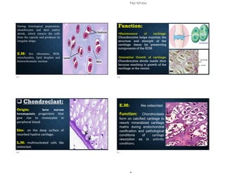 ٢٤/٠٧/١٤٤٤
During histological preparation,
chondrocytes and their matrix
shrink, which retracts the cells
from the capsule and produces its
irregular shape.
E.M: few ribosomes, RER,
mitochondria, lipid droplets and
heterochromatic nucleus.
Function:
•Maintenance of cartilage:
Chondrocytes helps maintain the
structure and strength of the
cartilage tissue by preserving
components of the ECM.
•Interstitial Growth of cartilage:
Chondrocytes divide inside their
lacunae resulting in growth of the
cartilage at the center.
 Chondroclast:
Origin: bone marrow
hematopoietic progenitors that
give rise to monocytes in
peripheral blood.
Site: on the deep surface of
resorbed hyaline cartilage.
L.M: multinucleated cells like
osteoclast.
E.M: like osteoclast.
Function: Chondroclasts
form on calcified cartilage to
resorb mineralized cartilage
matrix during endochondral
ossification and pathological
conditions of cartilage
resorption as in arthritic
conditions.
١٧ ١٨
١٩ ٢٠
 
