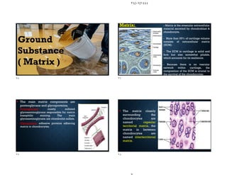 ٢٤/٠٧/١٤٤٤
Ground
Substance
( Matrix )
Matrix: - Matrix is the avascular extracellular
material secreted by chondroblast &
chondrocyte.
- More than 95% of cartilage volume
consists of extracellular matrix
(ECM).
- The ECM in cartilage is solid and
firm but also somewhat pliable,
which accounts for its resilience.
- Because there is no vascular
network within cartilage, the
composition of the ECM is crucial to
the survival of the chondrocytes.
 The main matrix components are
proteoglycans and glycoproteins;
- Proteoglycans: mostly sulfated
glycosaminoglycans responsible for matrix
basophilic staining. The main
glycosaminoglycans are chondroitin sulfate.
- Glycoprotein: adhesive proteins adhering
matrix to chondrocytes.
 The matrix closely
surrounding the
chondrocytes are
named capsular
territorial matrix, the
matrix in between
chondrocytes are
named interterritorial
matrix.
٢٥ ٢٦
٢٧ ٢٨
 