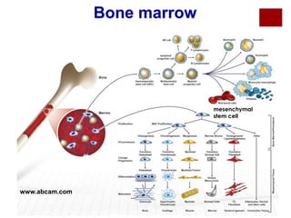 Bone marrow

mesenchymal
stem cell

www.abcam.com

 