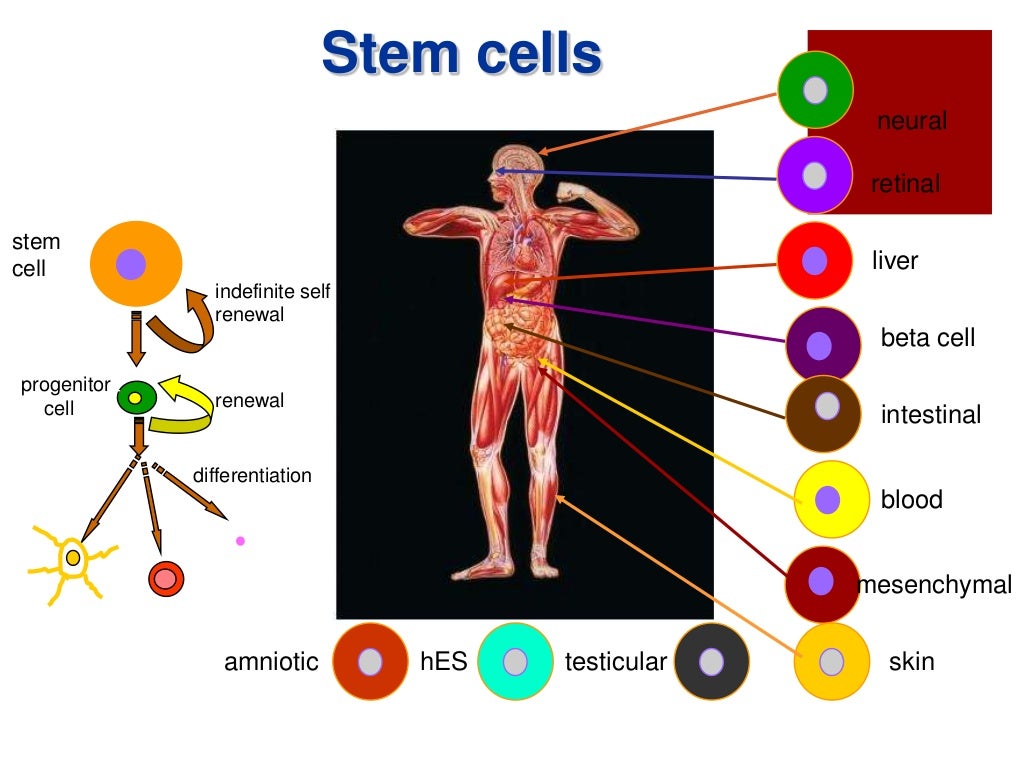 Cartilage Repair using Stem cell & Orthobiologics