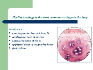 Cartilages and bones | PPT