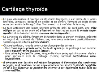  Le plus volumineux, il protège les structures laryngées, il est formé de 2 lames
latérales, verticales, obliques en arrière et en dehors, formant un angle dièdre
ouvert en arrière de 80 à 90° chez l’homme et 110 à 120° chez la femme ;
 La face antérieure des lames latérales présente près du bord post, une crête
oblique en bas et en avant où s’insèrent en haut et en avant le muscle thyro-
hyoïdien et en bas et en arrière le muscle sterno-thyroïdien ;
 La partie sup du dièdre, fortement échancrée dans sa portion médiane, présente
en regard du sommet de l’échancrure, une arête antérieure particulièrement
saillante qui constitue la pomme d’Adam ;
 Chaque bord post, haut de 30mm, se prolonge par des cornes :
• Une corne sup ou grande corne, haute de 15mm qui se prolonge à son sommet
par le ligament thyro-hyoïdien latéral ;
• Une corne inf ou petite corne, longue d’environ 7mm, qui s’incurve en dedans
pour s’articuler avec le cartilage cricoïde, formant l’articulation crico-
thyroïdienne.
 Le cartilage thyroïde constitue une barrière qui résiste longtemps à l’extension
des carcinomes laryngés, sauf au niveau de son angle antérieur où s’insère le
pied de l’épiglotte et où il est dépourvu de périchondre interne; il est également
faible dans les zones ossifiées.
 