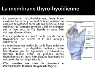  La membrane thyro-hyoïdiennne, lame fibro-
élastique haute de 3 cm, unit le bord inférieur du
corps et des grandes cornes de l’os hyoïde au bord
supérieur du cartilage thyroïde ; elle se prolonge
sur la face post de l’os hyoïde et peut être
chirurgicalement clivée ;
 Elle est perforée en avant de la grande corne
thyroïdienne par l’artère et le nerf laryngés
supérieurs ;
 La membrane est renforcée sur la ligne médiane
par le ligament thyro-hyoïdien médian et limité
latéralement par les ligaments thyro-hyoïdiens
latéraux tendus entre les grandes cornes
thyroïdiennes et leurs homologues hyoïdiens et
contenant les cartilages triticés ;
 Elle constitue une zone de résistance à
l’extension des tumeurs malignes du larynx.
 