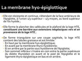  Elle est résistante et continue, s’étendant de la face antérieure de
l’épiglotte, à l’union 1/3 supérieur – 1/3 moyen, au bord supérieur
de l’os hyoïde ;
 Elle forme le plancher des vallécules et le plafond de la loge HTE,
constituant une barrière aux extensions néoplasiques vers et en
provenance de la loge HTE ;
 De forme triangulaire sur une coupe sagittale, la loge HTE
contient des lobules graisseux et est limitée:
• En haut par la membrane hyo-épiglottique;
• En avant par la membrane thyro-hyoïdienne;
• Et en arrière par la partie sous hyoïdienne de l’épiglotte;
• Son sommet inférieur s’insère en coin entre la partie supérieure
du dièdre thyroïdien en avant et le pied de l’épiglotte et le
ligament thyro-épiglottique en bas et en arrière.
 