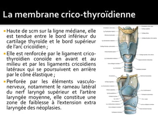  Haute de 1cm sur la ligne médiane, elle
est tendue entre le bord inférieur du
cartilage thyroïde et le bord supérieur
de l’arc cricoïdien ;
 Elle est renforcée par le ligament crico-
thyroïdien conoïde en avant et au
milieu et par les ligaments cricoïdiens
latéraux qui se poursuivent en arrière
par le cône élastique ;
 Perforée par les éléments vasculo-
nerveux, notamment le rameau latéral
du nerf laryngé supérieur et l’artère
laryngée moyenne, elle constitue une
zone de faiblesse à l’extension extra
laryngée des néoplasies.
 