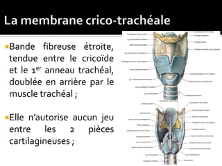 Bande fibreuse étroite,
tendue entre le cricoïde
et le 1er anneau trachéal,
doublée en arrière par le
muscle trachéal ;
Elle n’autorise aucun jeu
entre les 2 pièces
cartilagineuses ;
 