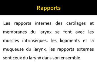 Les rapports internes des cartilages et
membranes du larynx se font avec les
muscles intrinsèques, les ligaments et la
muqueuse du larynx, les rapports externes
sont ceux du larynx dans son ensemble.
 