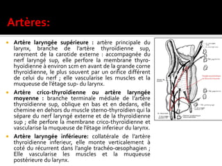  Artère laryngée supérieure : artère principale du
larynx, branche de l’artère thyroïdienne sup,
rarement de la carotide externe : accompagnée du
nerf laryngé sup, elle perfore la membrane thyro-
hyoïdienne à environ 1cm en avant de la grande corne
thyroïdienne, le plus souvent par un orifice différent
de celui du nerf ; elle vascularise les muscles et la
muqueuse de l’étage sup- du larynx.
 Artère crico-thyroïdienne ou artère laryngée
moyenne : branche terminale médiale de l’artère
thyroïdienne sup, oblique en bas et en dedans, elle
chemine en dehors du muscle sterno-thyroïdien qui la
sépare du nerf laryngé externe et de la thyroïdienne
sup ; elle perfore la membrane crico-thyroïdienne et
vascularise la muqueuse de l’étage inferieur du larynx.
 Artère laryngée inférieure: collatérale de l’artère
thyroïdienne inferieur, elle monte verticalement à
coté du récurrent dans l’angle trachéo-œsophagien ;
Elle vascularise les muscles et la muqueuse
postérieure du larynx.
 