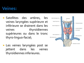  Satellites des artères, les
veines laryngées supérieure et
inférieure se drainent dans les
veines thyroïdiennes
supérieures ou dans le tronc
thyro-linguo-facial;
 Les veines laryngées post se
jettent dans les veines
thyroïdiennes inferieures.
 