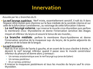 Assurée par les 2 branches du X:
 Le nerf larynge supérieur: Nerf mixte, essentiellement sensitif, il naît du X
dans l’espace rétro-stylien puis chemine sur la face médiale de la carotide interne
et sur celle de la bifurcation carotidienne ; au voisinage de cette bifurcation il
donne :
• Le nerf laryngé externe : qui innerve le muscle crico-thyroïdien puis perfore la
membrane crico-thyroïdienne et donne l’innervation sensitive des étages moyen
et inférieur du larynx et assure le tonus de ses muscles ;
• La branche médiale: perfore la membrane thyro-hyoïdienne et donne
l’innervation sensitive de la muqueuse de l’étage supérieur du larynx, de la partie
adjacente du pharynx et de la base de la langue.
 Le nerf laryngé inférieur ou récurrent :
• Naît du X en avant de l’aorte à gauche, et en avant de la sous-clavière à droite, il
devient le nerf laryngé inférieur quand il passe sous le muscle constricteur
inferieur du pharynx et donne alors 3 rameaux :
 Un rameau anastomotique avec le nerf laryngé sup (anse de Galien)
 Un rameau postérieur
 Et un rameau antérieur
• Il innerve la muqueuse postérieure et tous les muscles intrinsèques du larynx
sauf le crico-thyroïdien.
 