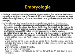  Dès la 3e semaine de vie embryonnaire, apparait sur la face ventrale de l’intestin
céphalique antérieur, une gouttière qui va se tubuliser pour constituer les voies
respiratoires inférieures; la partie craniale de cette gouttière constituera le tube
laryngé;
 La formation du larynx provient de la conjonction de plusieurs événements:
• Apparition du septum qui sépare le tractus digestif et le tractus respiratoire ;
• L’ébauche endodermique (ou lame épithéliale laryngée) de la région de
l’éminence hypo-branchiale médiane (futur épiglotte) et des 2 saillies latérales
aryténoïdiennes, prolifère et se tubulise pour former la cavité laryngée ;
• Le mésenchyme des 2e, 3e, 4e, 5e et 6e arcs branchiaux vont fournir le
squelette, les muscles, et l’appareil suspenseur (Hyo-thyroïdien) du larynx ;
˗2e arc: petites cornes de l’os hyoïde, une partie du corps et le ligament stylo-
hyoïdien ;
˗3e arc: grande corne et une partie du corps de l’os hyoïde, grande corne du
cartilage thyroïde, la majeure partie des muscles extrinsèques et du muscle
crico-thyroïdien ;
˗4e arc: lames du cartilage thyroïde ;
˗5e arc: cricoïde et aryténoïdes;
˗Tous les muscles intrinsèques du larynx dérivent du 6e arc sauf le crico-
thyroïdien.
 