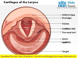 Cartilages of the Larynx
 