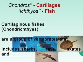 Cartilaginous fish | PPT