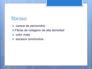 fibroso
 carece de pericondrio
 Fibras de colágeno de alta densidad
 color mate
 escasos condrocitos
 
