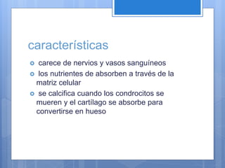 características
 carece de nervios y vasos sanguíneos
 los nutrientes de absorben a través de la
matriz celular
 se calcifica cuando los condrocitos se
mueren y el cartílago se absorbe para
convertirse en hueso
 