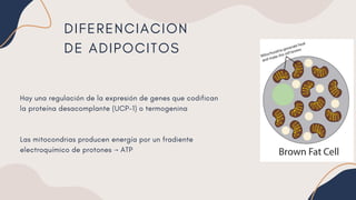 Exposicion cartilago y adiposo histologia | PDF