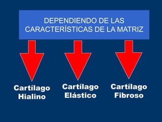 DEPENDIENDO DE LAS
  CARACTERÍSTICAS DE LA MATRIZ




Cartílago   Cartílago   Cartílago
 Hialino    Elástico     Fibroso
 
