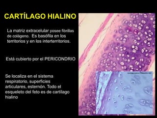 CARTÍLAGO HIALINO
La matriz extracelular posee fibrillas
de colágeno. Es basófila en los
territorios y en los interterritorios.



Está cubierto por el PERICONDRIO


Se localiza en el sistema
respiratorio, superficies
articulares, esternón. Todo el
esqueleto del feto es de cartílago
hialino
 