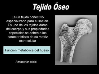Es un tejido conectivo
especializado para el sostén.
 Es uno de los tejidos duros
del cuerpo y sus propiedades
  especiales se deben a las
 características de su matriz
         extracelular

Función metabólica del hueso


      Almacenar calcio
 