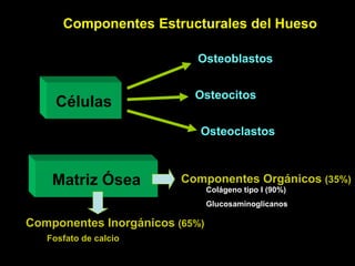 Componentes Estructurales del Hueso

                           Osteoblastos


                           Osteocitos
     Células
                            Osteoclastos



    Matriz Ósea          Componentes Orgánicos (35%)
                                Colágeno tipo I (90%)
                                Glucosaminoglicanos

Componentes Inorgánicos (65%)
   Fosfato de calcio
 