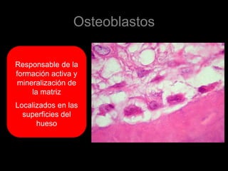Osteoblastos

Responsable de la
formación activa y
 mineralización de
     la matriz
Localizados en las
  superficies del
      hueso
 