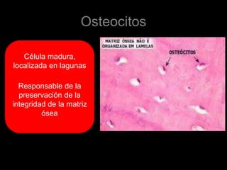 Osteocitos

   Célula madura,
localizada en lagunas

  Responsable de la
  preservación de la
integridad de la matriz
         ósea
 