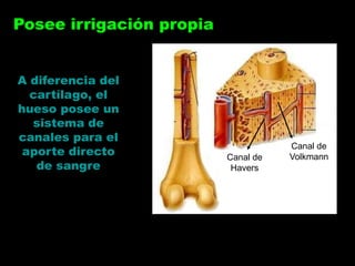 Posee irrigación propia


A diferencia del
  cartílago, el
hueso posee un
  sistema de
canales para el
 aporte directo
                                     Canal de
                          Canal de   Volkmann
   de sangre               Havers
 