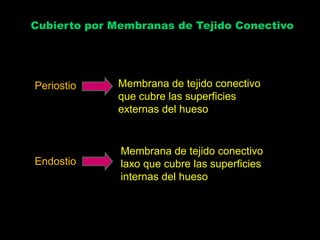 Cubierto por Membranas de Tejido Conectivo




Periostio    Membrana de tejido conectivo
             que cubre las superficies
             externas del hueso


              Membrana de tejido conectivo
Endostio      laxo que cubre las superficies
              internas del hueso
 