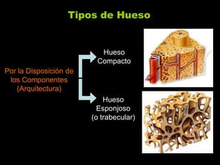Tipos de Hueso


                          Hueso
                         Compacto
Por la Disposición de
 los Componentes
   (Arquitectura)
                            Hueso
                          Esponjoso
                        (o trabecular)
 