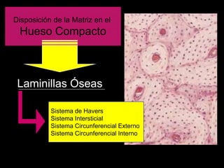Disposición de la Matriz en el
 Hueso Compacto



 Laminillas Óseas

           Sistema de Havers
           Sistema Intersticial
           Sistema Circunferencial Externo
           Sistema Circunferencial Interno
 
