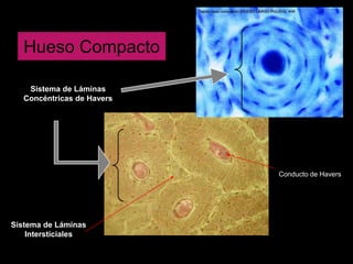 Hueso Compacto

    Sistema de Láminas
   Concéntricas de Havers




                            Conducto de Havers




Sistema de Láminas
    Intersticiales
 
