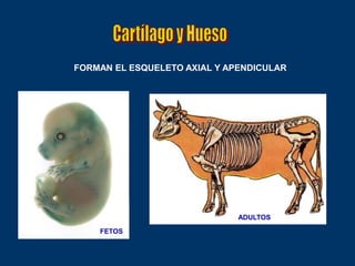 FORMAN EL ESQUELETO AXIAL Y APENDICULAR




                              ADULTOS

    FETOS
 