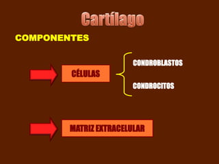 COMPONENTES

                        CONDROBLASTOS
        CÉLULAS
                       CONDROCITOS




        MATRIZ EXTRACELULAR
 