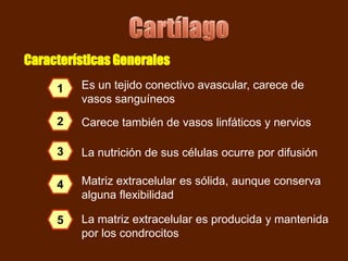 Características Generales

     1   Es un tejido conectivo avascular, carece de
         vasos sanguíneos
     2   Carece también de vasos linfáticos y nervios

     3   La nutrición de sus células ocurre por difusión

     4   Matriz extracelular es sólida, aunque conserva
         alguna flexibilidad

     5   La matriz extracelular es producida y mantenida
         por los condrocitos
 