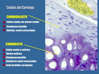 CONDROBLASTO
Célula ovoide con núcleo ovoide
Citoplasma basófilo
Sintetiza matriz extracelular




CONDROCITO
Célula ovoide o esférica
Núcleo esférico
Citoplasma basófilo
Sintetiza la matriz extracelular
Están incluidos en lagunas
 