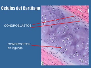 CONDROBLASTOS




 CONDROCITOS
 en lagunas
 