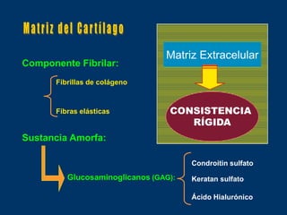 Matriz Extracelular
Componente Fibrilar:
       Fibrillas de colágeno



       Fibras elásticas           CONSISTENCIA
                                     RÍGIDA
Sustancia Amorfa:

                                       Condroitin sulfato
          Glucosaminoglicanos (GAG):   Keratan sulfato

                                       Ácido Hialurónico
 