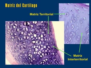 Matriz Territorial




                         Matriz
                     Interterritorial
 