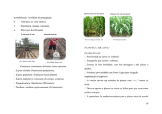 Capineira de cana-de-açúcar

Capineira de cana-de-açúcar

aceitabilidade; Facilidade de propagação;


Tolerância ao corte intenso;



Resistência a pragas e doenças;



Alto vigor de rebrotação
Preparação do solo


Adubação da área
Foto: Site Alagoas em tempo real

Foto: Embrapa Amazônia

PLANTIO DA GRAMÍNEA
Escolha do local:
Proximidade do curral ou estábulo;
Foto: Cândido, Duarte. 2010

Foto: Cândido, Duarte. 2010

Gramíneas comumente utilizadas como capineira:
Capim-elefante (Pennisetum purpureum);
Capim-guatemala (Tripsacum facciculatum)
Capim-imperial ou venezuela (Axonopus scoparius)
Cana-de-açúcar (Saccharum officinarum)
Nordeste: também capim-canarana, (Echinochloa)

Topografia que facilite a colheita;
Terreno de boa fertilidade, com boa drenagem e não sujeito a
geadas;
Nordeste: proximidade com fonte d’água para irrigação
Implantação da capineira
As mudas devem ser retiradas de plantas com 3 a 12 meses de
idade.
Deve-se aparar as plantas se retirar as folhas para que ocorra uma
melhor brotação.
A quantidade de mudas necessárias para o plantio varia de acordo
16

 