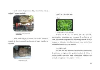 - Modo correto: Suspenso do chão, dessa forma evita a
umidade e perda na qualidade.
FENO DE LEGUMINOSAS
Alfafa

Fonte: imagem retirada do Google.
Fonte: Dayane Pontes, Fazenda Taça,
Aramazenagem

O Feno de ALFAFA se destaca pela alta qualidade,
padronização e longevidade para estocagem. É um feno de cor

- Modo errado: Devido ao contato com o chão aumenta a
umidade do feno, ocasionando proliferação de fungos e perdas na
qualidade.

verde, que mantém suas propriedades por um longo período devido à
secagem ser induzida e controlada no menor tempo possível para
enfardamento abaixo de 12% de umidade.
USO DO FENO
Um bom feno deve apresentar cor esverdeada, semelhante ao
da planta que o originou, odor agradável, ausência de bolores e
elevada relação folha:caule. Estas características conferem boa
aceitação por caprinos, ovinos, eqüinos e bovinos.

Fonte: Francisco Lédo

37

 