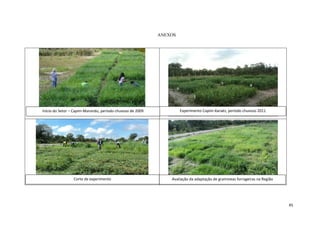 ANEXOS

Início do Setor – Capim-Marandu, período chuvoso de 2009

Experimento Capim-Xaraés, período chuvoso 2011

Corte de experimento

Avaliação da adaptação de gramíneas forrageiras na Região

45

 