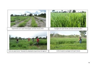 Experimento com Capim-Andropogon, período chuvoso 2011

Pastagem de Capim-Xaraés, período chuvoso de 2011

Corte de experimento “Avaliação da adaptação de gramíneas forrageiras”

Uniformização da pastagem de Capim-Xaraés

46

 