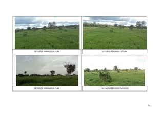 SETOR DE FORRAGICULTURA

SETOR DE FORRAGICULTURA

SETOR DE FORRAGICULTURA

PASTAGEM PERIODO CHUVOSO

47

 