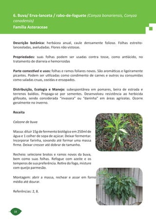 18
Descrição botânica: herbácea anual, caule densamente folioso. Folhas estreito-
lanceoladas, aveludadas. Flores não vistosas.
Propriedades: suas folhas podem ser usadas contra tosse, como antiácido, no
tratamento de diarreia e hemorroidas
Parte comestível e usos: folhas e ramos foliares novos. São aromáticas e ligeiramente
picantes. Podem ser utilizadas como condimento de carnes e outros ou consumidas
como saladas cruas, cozidas e ensopados.
Distribuição, Ecologia e Manejo: subespontânea em pomares, beira de estrada e
terrenos baldios. Propaga-se por sementes. Desenvolveu resistência ao herbicida
glifosato, sendo considerada “invasora” ou “daninha” em áreas agrícolas. Ocorre
geralmente no inverno.
Receita
Calzone de buva
Massa: diluir 15g de fermento biológico em 250ml de
água e 1 colher de sopa de açúcar. Deixar fermentar.
Incorporar farinha, sovando até formar uma massa
firme. Deixar crescer até dobrar de tamanho.
Recheio: selecione brotos e ramos novos da buva,
bem como suas folhas. Refogue com azeite e os
temperos de sua preferência. Retire do fogo, misture
com queijo parmesão.
Montagem: abrir a massa, rechear e assar em forno
médio até dourar.
Referências: 2, 8.
6. Buva/ Erva-lanceta / rabo-de-foguete (Conyza bonariensis, Conyza
canadensis)
Família Asteraceae
 