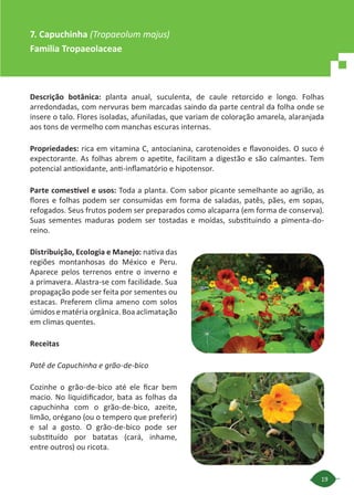 19
Descrição botânica: planta anual, suculenta, de caule retorcido e longo. Folhas
arredondadas, com nervuras bem marcadas saindo da parte central da folha onde se
insere o talo. Flores isoladas, afuniladas, que variam de coloração amarela, alaranjada
aos tons de vermelho com manchas escuras internas.
Propriedades: rica em vitamina C, antocianina, carotenoides e flavonoides. O suco é
expectorante. As folhas abrem o apetite, facilitam a digestão e são calmantes. Tem
potencial antioxidante, anti-inflamatório e hipotensor.
Parte comestível e usos: Toda a planta. Com sabor picante semelhante ao agrião, as
flores e folhas podem ser consumidas em forma de saladas, patês, pães, em sopas,
refogados. Seus frutos podem ser preparados como alcaparra (em forma de conserva).
Suas sementes maduras podem ser tostadas e moídas, substituindo a pimenta-do-
reino.
Distribuição, Ecologia e Manejo: nativa das
regiões montanhosas do México e Peru.
Aparece pelos terrenos entre o inverno e
a primavera. Alastra-se com facilidade. Sua
propagação pode ser feita por sementes ou
estacas. Preferem clima ameno com solos
úmidos e matéria orgânica. Boa aclimatação
em climas quentes.
Receitas
Patê de Capuchinha e grão-de-bico
Cozinhe o grão-de-bico até ele ficar bem
macio. No liquidificador, bata as folhas da
capuchinha com o grão-de-bico, azeite,
limão, orégano (ou o tempero que preferir)
e sal a gosto. O grão-de-bico pode ser
substituído por batatas (cará, inhame,
entre outros) ou ricota.
7. Capuchinha (Tropaeolum majus)
Familia Tropaeolaceae
 
