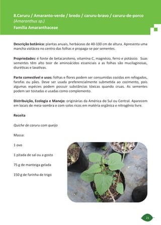 21
Descrição botânica: plantas anuais, herbáceas de 40-100 cm de altura. Apresenta uma
mancha violácea no centro das folhas e propaga-se por sementes.
Propriedades: é fonte de betacaroteno, vitamina C, magnésio, ferro e potássio. Suas
sementes têm alto teor de aminoácidos essenciais a as folhas são mucilaginosas,
diuréticas e laxativas.
Parte comestível e usos: folhas e flores podem ser consumidas cozidas em refogados,
farofas ou pães. Deve ser usada preferencialmente submetida ao cozimento, pois
algumas espécies podem possuir substâncias tóxicas quando cruas. As sementes
podem ser tostadas e usadas como complemento.
Distribuição, Ecologia e Manejo: originárias da América do Sul ou Central. Aparecem
em locais de meia-sombra e com solos ricos em matéria orgânica e nitrogênio livre.
Receita
Quiche de caruru com queijo
Massa:
1 ovo
1 pitada de sal ou a gosto
75 g de manteiga gelada
150 g de farinha de trigo
8.Caruru / Amaranto-verde / bredo / caruru-bravo / caruru-de-porco
(Amaranthus sp.)
Família Amaranthaceae
 