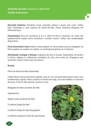 24
Descrição botânica: Herbácea anual, rosetada, leitosa e quase sem caule. Folhas
bem recortadas e com aspecto de dente-de-leão. Flores amarelas dispostas em
inflorescências.
Propriedades: Rica em vitaminas A, B e C além de ferro e potássio. As raízes são
popularmente usadas como diuréticas e contêm inulina. Folhas com propriedades
depurativas.
Parte Comestível e Usos: folhas e raízes podem ser consumidas cruas ou refogadas. As
flores podem ser usadas em saladas, na confecção de geleias ou à milanesa.
Distribuição, Ecologia e Manejo: originária da Ásia e Europa. Espontânea em jardins
e hortas, adapta-se a diferentes condições de solo, com muita luz. Propaga-se por
sementes. Ocorre muito mais no inverno.
Receita
Flores de dente-de-leão empanadas
Colete flores frescas (murcham rápido). Lave-as. Em um prato bata quatro ovos, sal e
condimentos a gosto. Passe as flores na farinha de trigo, nos ovos batidos e na farinha
de rosca. Frite em óleo quente. Escorra e sirva.
Refogado de raízes de dente-de-leão
Ingredientes:
50g de raízes de dente-de-leão
2 colheres (sopa) de óleo
3 colheres (solpa de óleo de gergelim
2 colheres (sopa) de molho de soja (shoyu)
10.Dente-de-leão (Taraxacum officinale)
Família Asteraceae
 