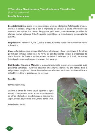 36
17.Serralha / Chicória-brava / Serralha-branca / Serralha-lisa
(Sonchus oleraceus)
Família Asteraceae
DescriçãoBotânica:plantaeretaequeproduzumlátexnãotóxico.Asfolhassãosimples,
alternas e sésseis, chegando a dar a impressão de abraçar o caule. Inflorescências
amarelas nos ápices dos ramos. Propaga-se pelo vento, com sementes providas de
plumas, motivo pelo qual é tão frequente espontânea - e tratada como inço ou planta
daninha.
Propriedades: vitaminas A, B e C, cálcio e ferro. Bastante usada como antiinflamatório
e diurético.
Usos: a planta toda pode ser comida (folhas, talos tenros e flores bem jovens). As folhas
podem ser comidas tanto cruas na forma de saladas quanto cozidas e preparadas de
várias formas. As flores e botões podem ser feitos à milanesa ou à dorê. Os caules
(talos) podem ser usados para conservas tipo aspargo.
Distribuição, Ecologia e Manejo: se propaga facilmente já que o vento carrega suas
pequenas sementes. Aparece bastante em campos abertos ou em hortas. Não é
exigente em relação ao clima e desenvolve-se melhor em local com relativa umidade e
solos férteis. Ocorre geralmente no inverno.
Receita:
Serralha com arroz
Cozinhe o arroz de forma usual. Quando a água
estiver começando a secar, acrescente na panela
as folhas e talos bem picadinhos para cozinhar no
vapor. Depois de pronto o arroz, mexa bem e sirva.
Referências: 2 e 11.
 